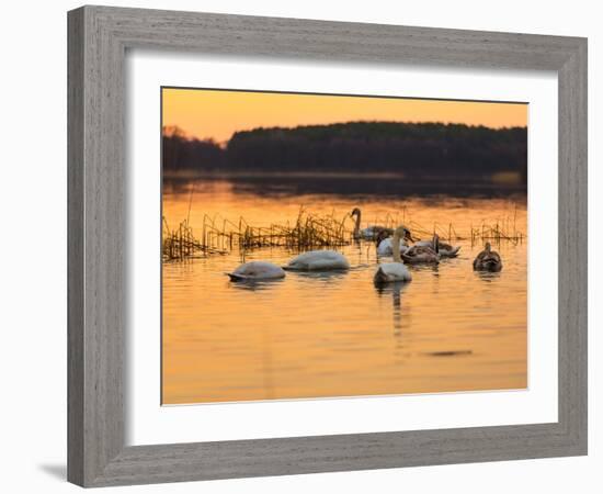 Swan on Sunset Lake-Milosz_G-Framed Photographic Print