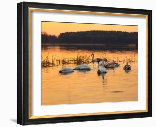 Swan on Sunset Lake-Milosz_G-Framed Photographic Print