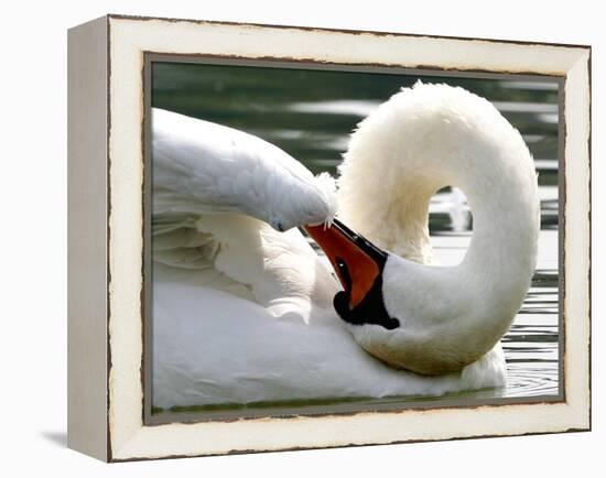 Swan on the river Rhine near Breisach, Germany-Winfried Rothermel-Framed Premier Image Canvas