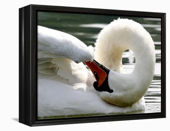 Swan on the river Rhine near Breisach, Germany-Winfried Rothermel-Framed Premier Image Canvas