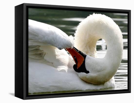 Swan on the river Rhine near Breisach, Germany-Winfried Rothermel-Framed Premier Image Canvas