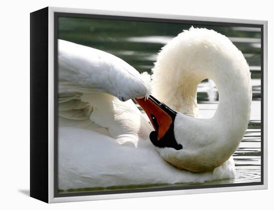 Swan on the river Rhine near Breisach, Germany-Winfried Rothermel-Framed Premier Image Canvas