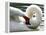 Swan on the river Rhine near Breisach, Germany-Winfried Rothermel-Framed Premier Image Canvas