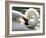 Swan on the river Rhine near Breisach, Germany-Winfried Rothermel-Framed Photographic Print