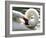 Swan on the river Rhine near Breisach, Germany-Winfried Rothermel-Framed Photographic Print