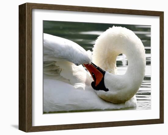 Swan on the river Rhine near Breisach, Germany-Winfried Rothermel-Framed Photographic Print