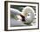 Swan on the river Rhine near Breisach, Germany-Winfried Rothermel-Framed Photographic Print