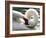 Swan on the river Rhine near Breisach, Germany-Winfried Rothermel-Framed Photographic Print