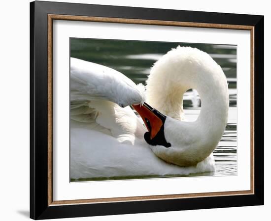 Swan on the river Rhine near Breisach, Germany-Winfried Rothermel-Framed Photographic Print