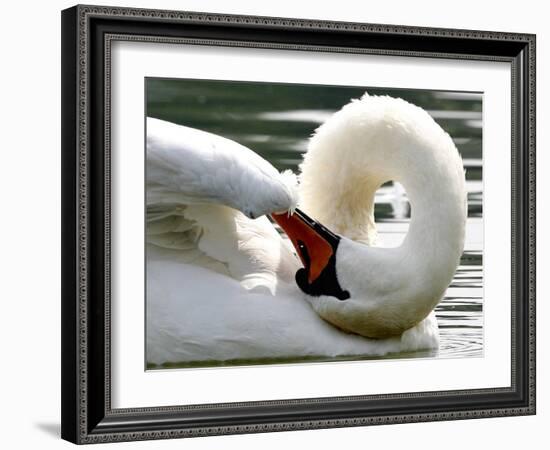 Swan on the river Rhine near Breisach, Germany-Winfried Rothermel-Framed Photographic Print