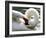 Swan on the river Rhine near Breisach, Germany-Winfried Rothermel-Framed Photographic Print