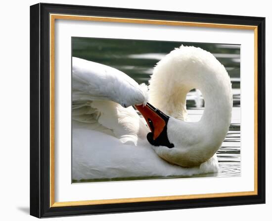 Swan on the river Rhine near Breisach, Germany-Winfried Rothermel-Framed Photographic Print