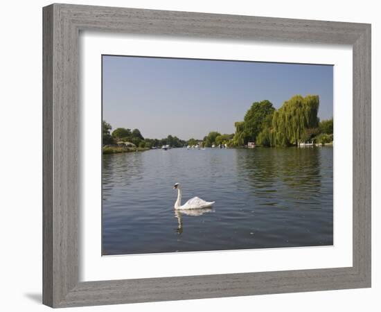 Swan on the River Thames at Walton-On-Thames, Near London, England, United Kingdom, Europe-Hazel Stuart-Framed Photographic Print