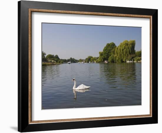 Swan on the River Thames at Walton-On-Thames, Near London, England, United Kingdom, Europe-Hazel Stuart-Framed Photographic Print