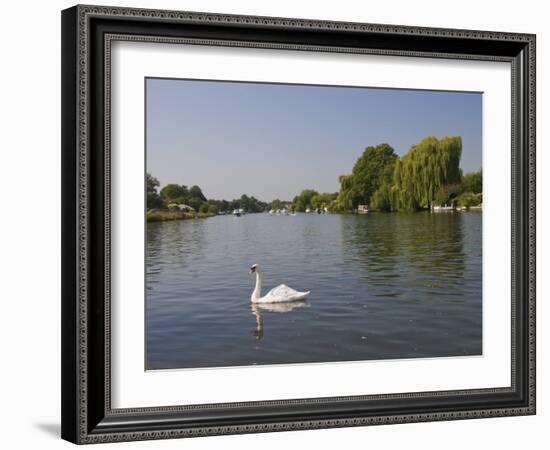 Swan on the River Thames at Walton-On-Thames, Near London, England, United Kingdom, Europe-Hazel Stuart-Framed Photographic Print