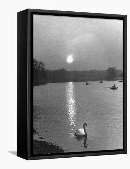 Swan on the Serpentine During the Mmonlight-Cornell Capa-Framed Premier Image Canvas