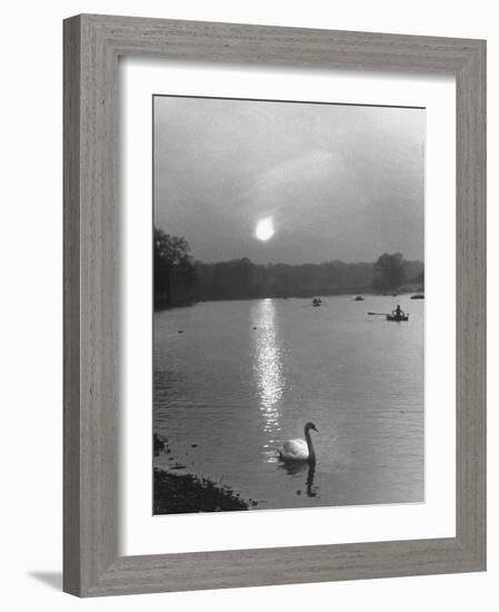 Swan on the Serpentine During the Mmonlight-Cornell Capa-Framed Photographic Print