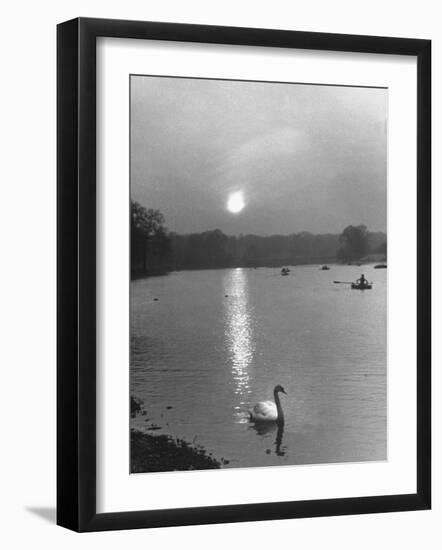 Swan on the Serpentine During the Mmonlight-Cornell Capa-Framed Photographic Print