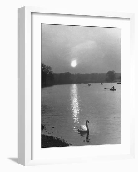 Swan on the Serpentine During the Mmonlight-Cornell Capa-Framed Photographic Print