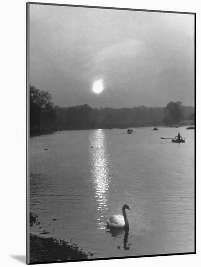 Swan on the Serpentine During the Mmonlight-Cornell Capa-Mounted Photographic Print