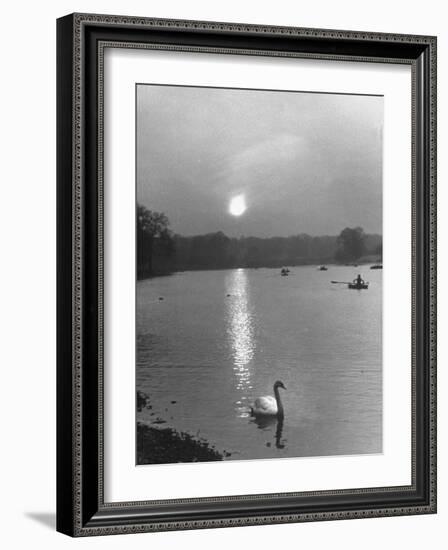 Swan on the Serpentine During the Mmonlight-Cornell Capa-Framed Photographic Print