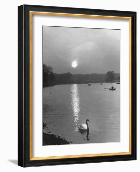 Swan on the Serpentine During the Mmonlight-Cornell Capa-Framed Photographic Print