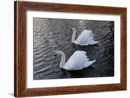 Swan pair-Charles Bowman-Framed Photographic Print