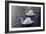 Swan pair-Charles Bowman-Framed Photographic Print