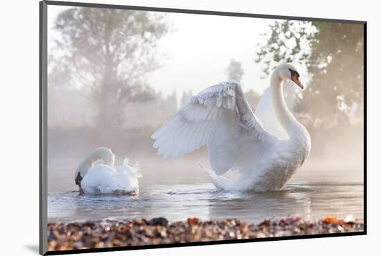 Swan Stretching on Misty Lake-null-Mounted Art Print