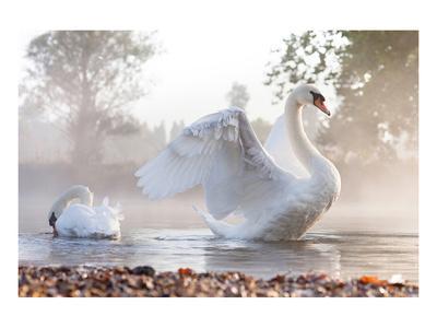Swan Totem Animal Boho Wall Art Fine Art Print From