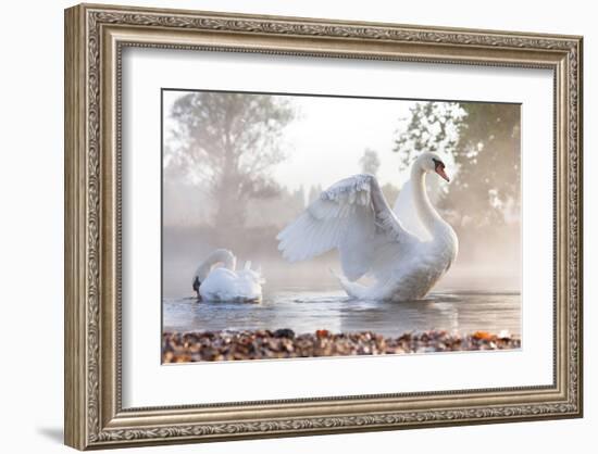 Swan Stretching on Misty Lake-null-Framed Art Print