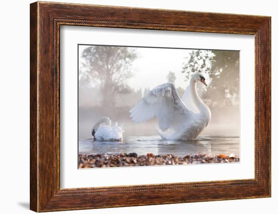 Swan Stretching on Misty Lake-null-Framed Art Print