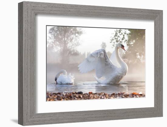 Swan Stretching on Misty Lake--Framed Art Print