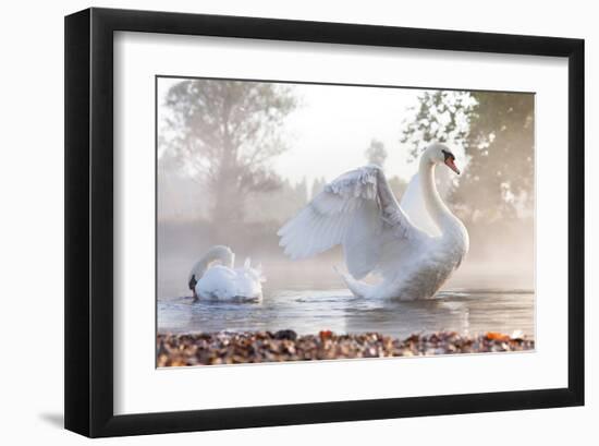 Swan Stretching on Misty Lake-null-Framed Art Print