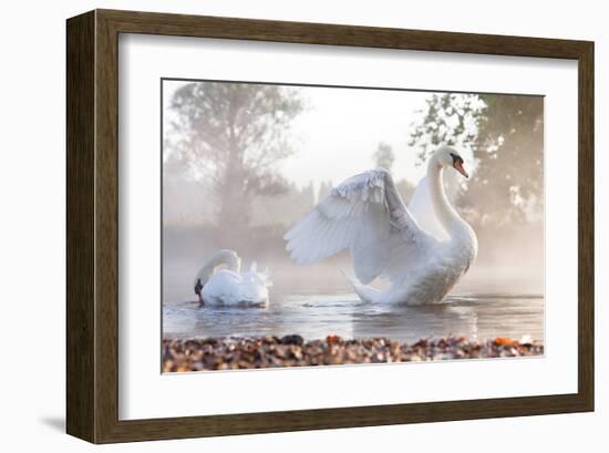 Swan Stretching on Misty Lake-null-Framed Art Print