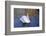 Swan swimming in a garden lake, Netherlands-Anna Miller-Framed Photographic Print