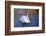 Swan swimming in a garden lake, Netherlands-Anna Miller-Framed Photographic Print