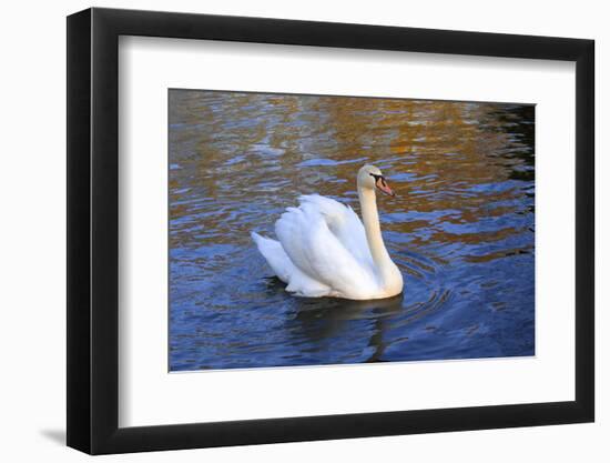 Swan swimming in a garden lake, Netherlands-Anna Miller-Framed Photographic Print