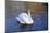 Swan swimming in a garden lake, Netherlands-Anna Miller-Mounted Photographic Print