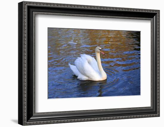 Swan swimming in a garden lake, Netherlands-Anna Miller-Framed Photographic Print