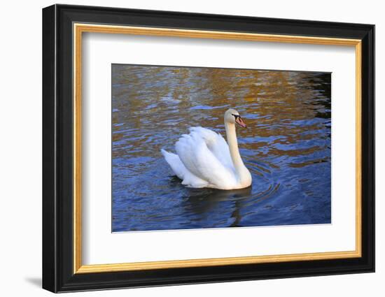 Swan swimming in a garden lake, Netherlands-Anna Miller-Framed Photographic Print