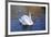 Swan swimming in a garden lake, Netherlands-Anna Miller-Framed Premium Photographic Print