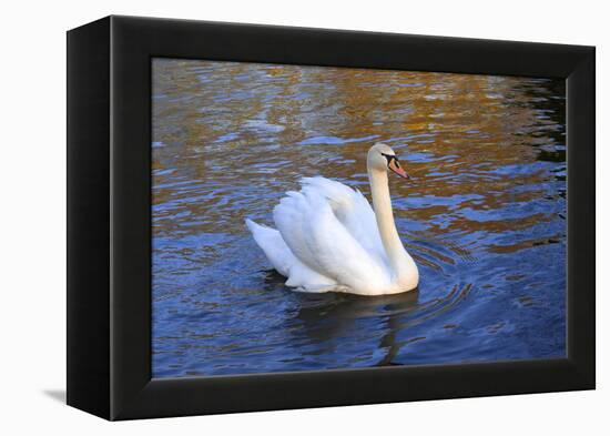 Swan swimming in a garden lake, Netherlands-Anna Miller-Framed Premier Image Canvas