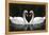 Swan Symbol of Love-mamaluk-Framed Premier Image Canvas