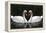 Swan Symbol of Love-mamaluk-Framed Premier Image Canvas