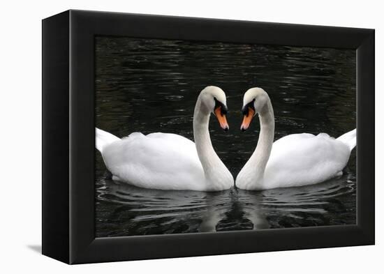 Swan Symbol of Love-mamaluk-Framed Premier Image Canvas