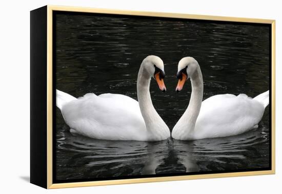 Swan Symbol of Love-mamaluk-Framed Premier Image Canvas