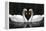 Swan Symbol of Love-mamaluk-Framed Premier Image Canvas