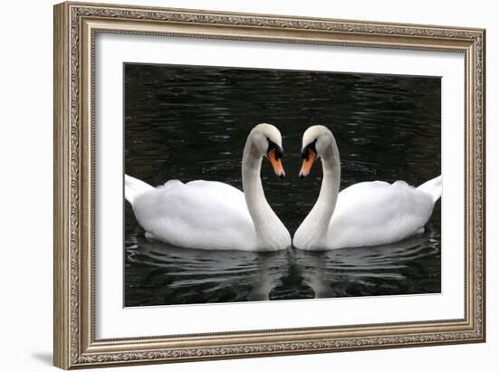 Swan Symbol of Love-mamaluk-Framed Photographic Print
