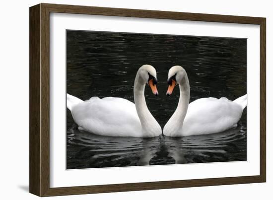 Swan Symbol of Love-mamaluk-Framed Photographic Print